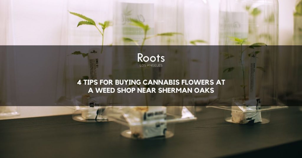 Weed Shop Near Sherman Oaks