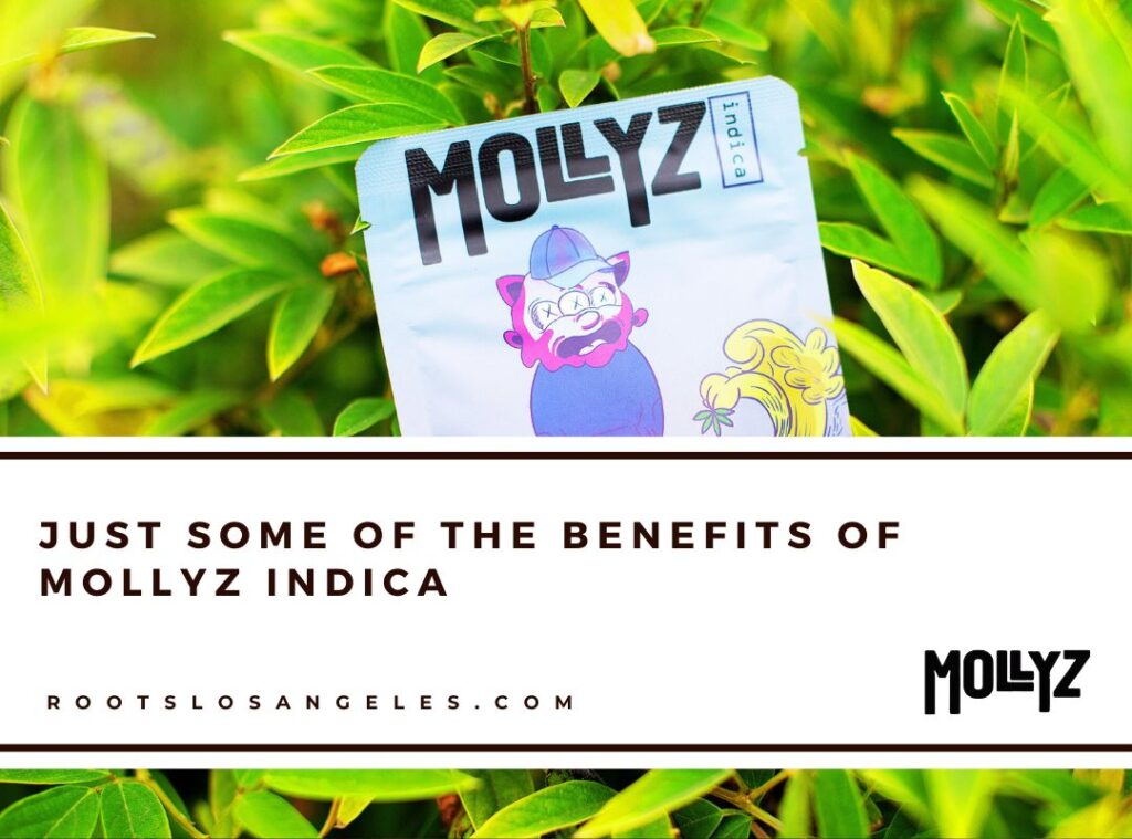 mollyz indica 