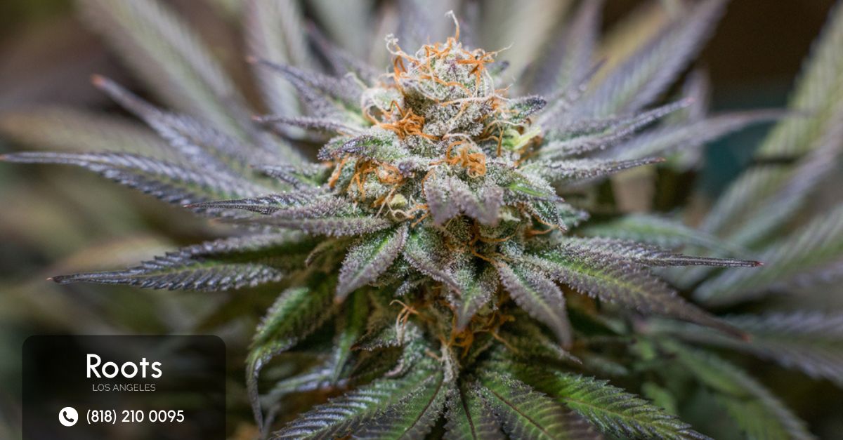 Dispensaries in Los Angeles California