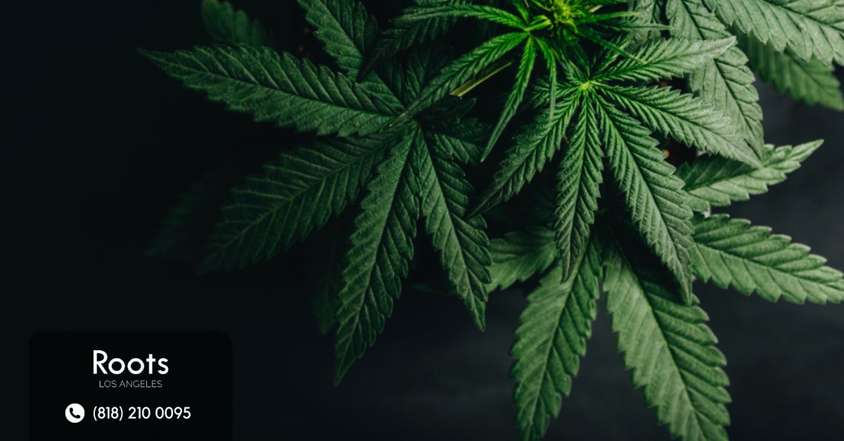 a first timers smoking guide from a cannabis dispensary in los angeles