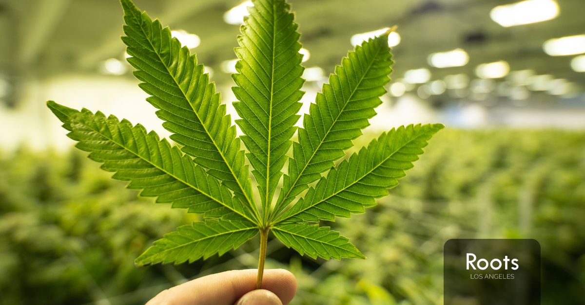 Weed Stores Near Me Weed Stores Near Me