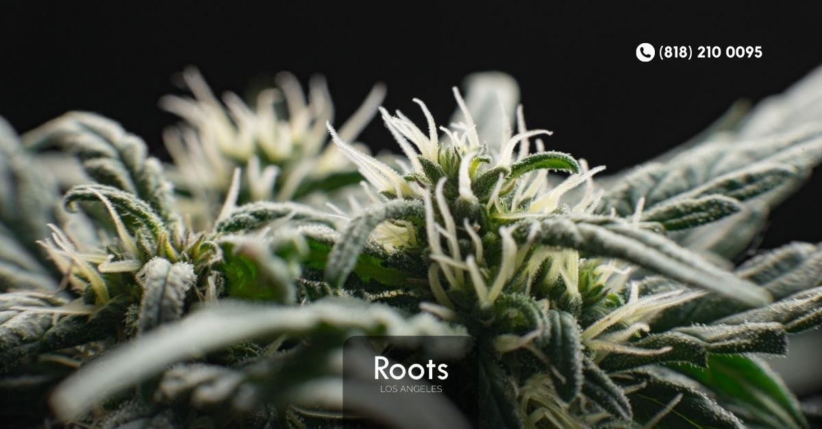 Best Dispensary In Los Angeles