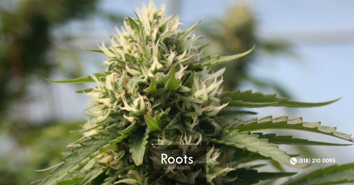 Dispensaries In Los Angeles