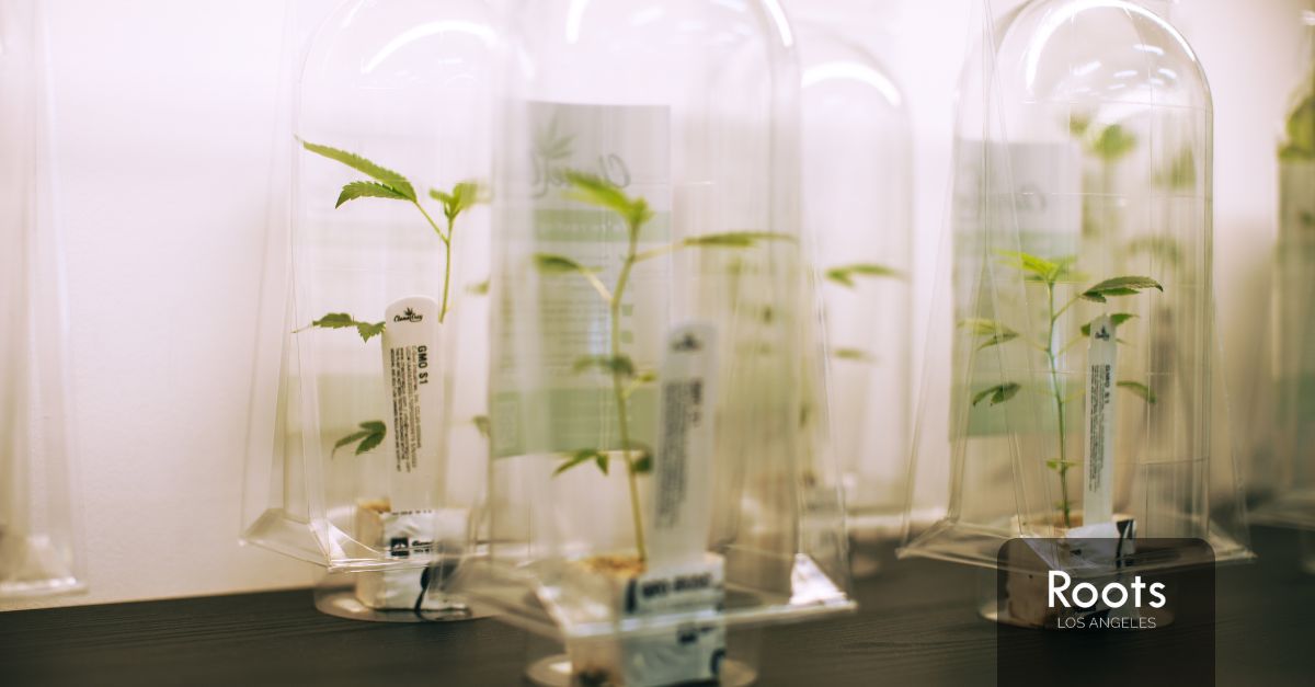 Best Dispensary in Los Angeles