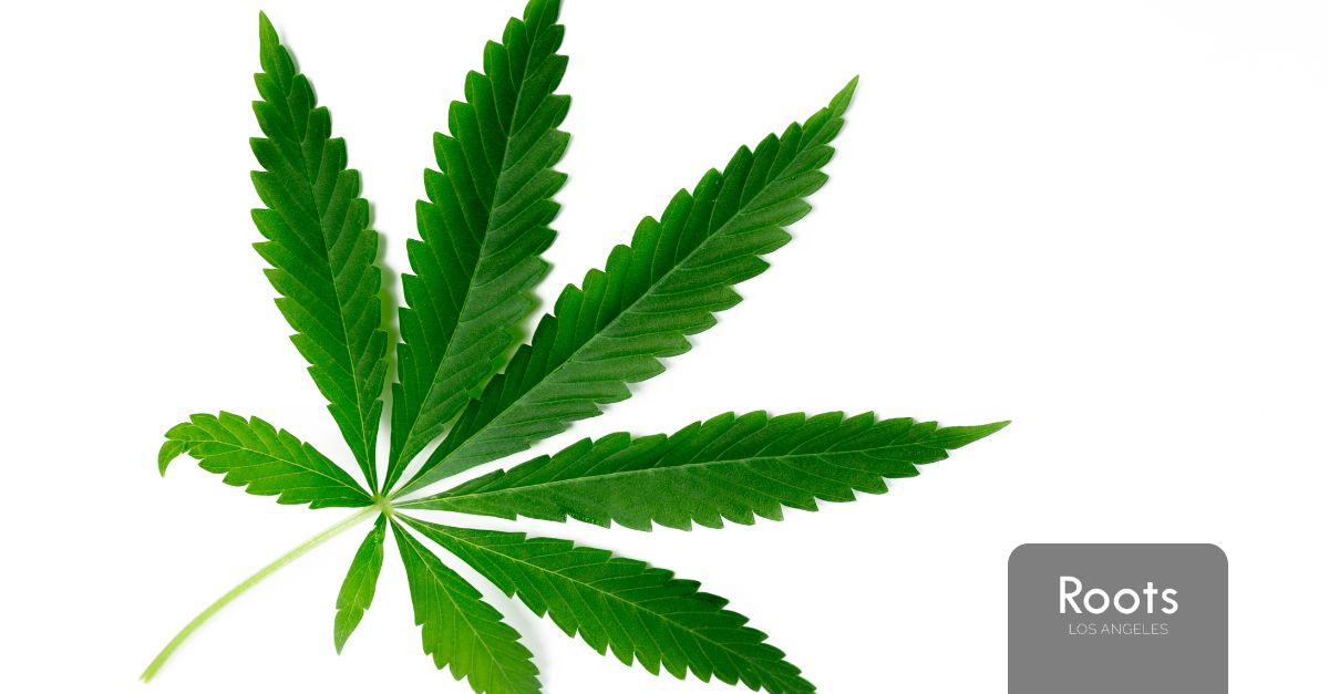 Weed Store in Los Angeles Weed Store in Los Angeles