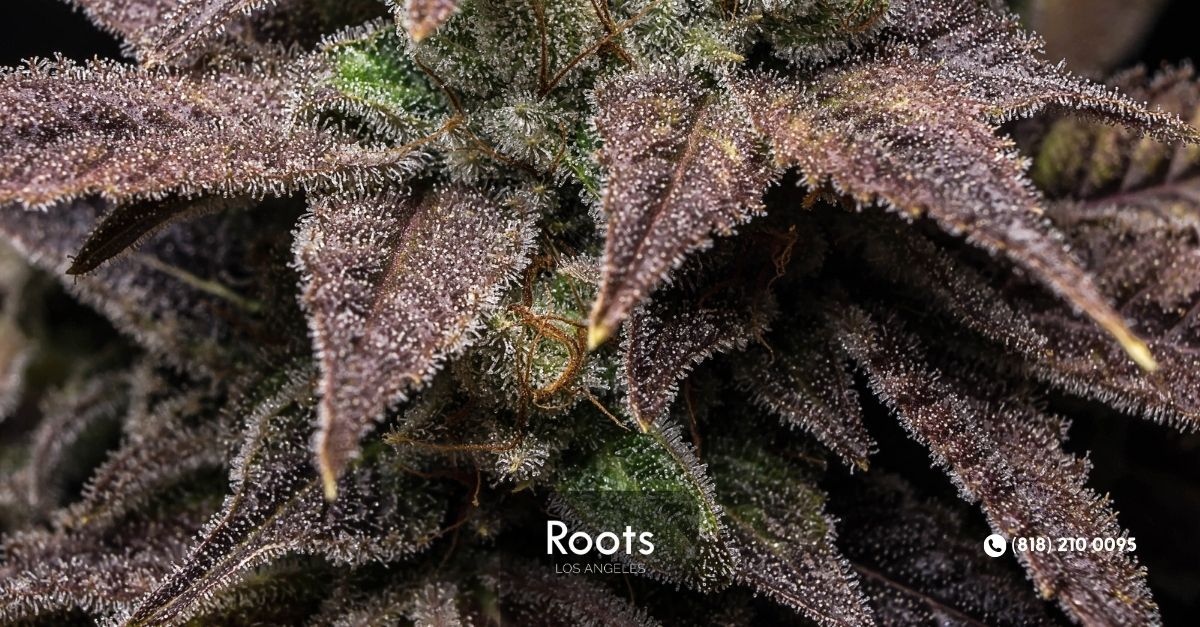 Los Angeles Dispensaries