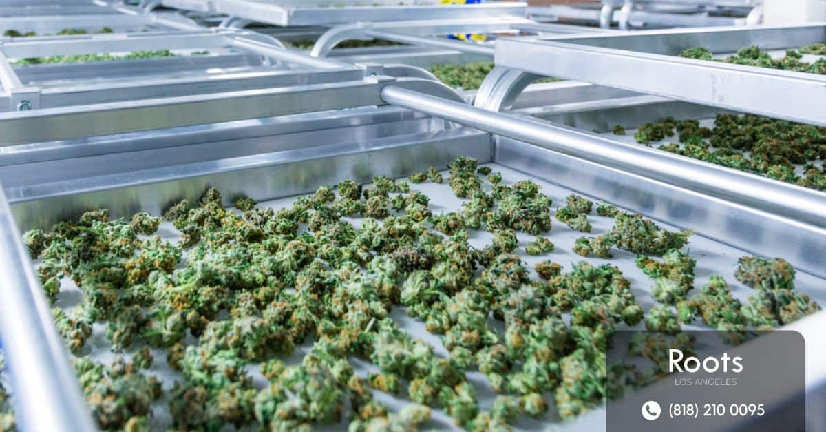 los angeles dispensary vs street weed which is better