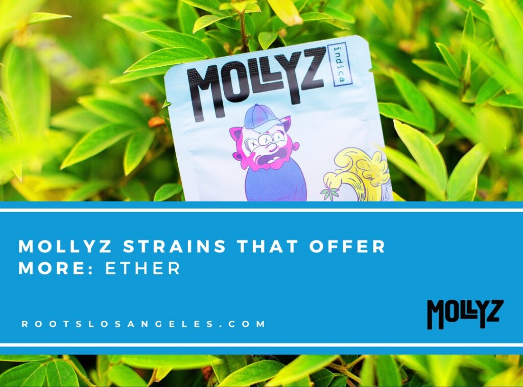 mollyz indica 