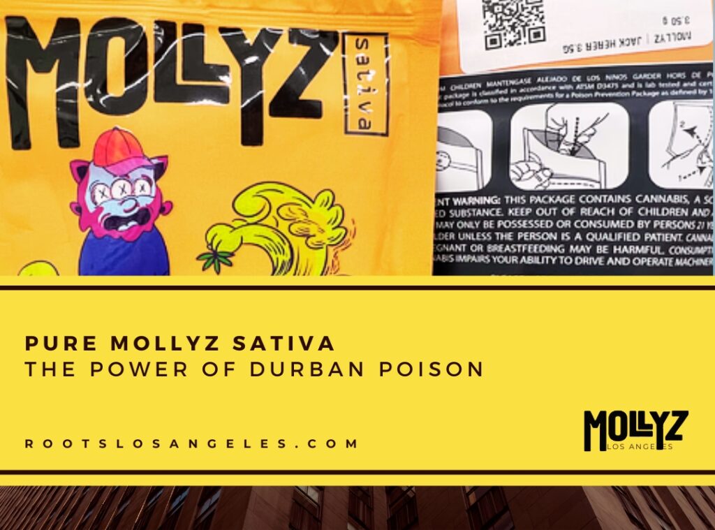 mollyz sativa