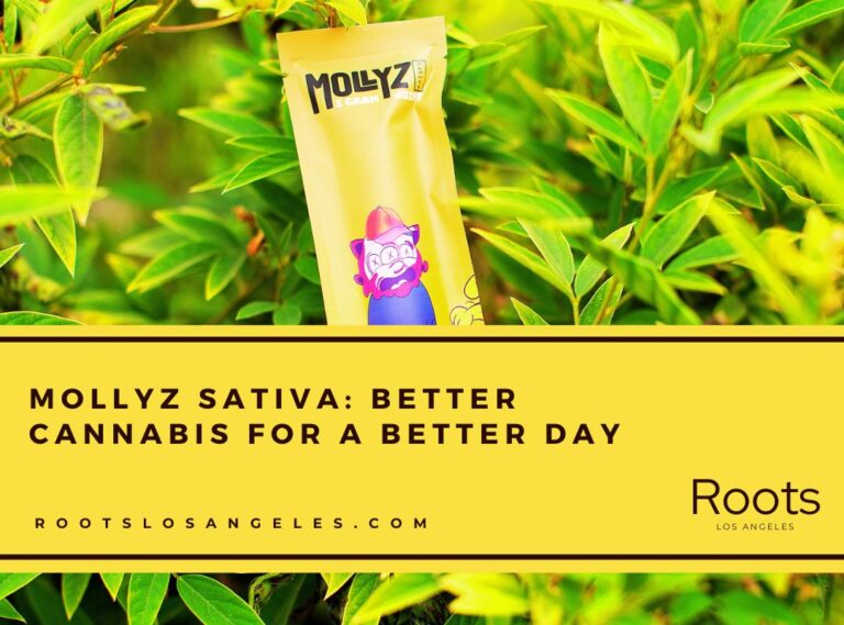 mollyz sativa