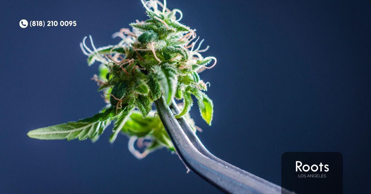 Best Dispensary in Los Angeles