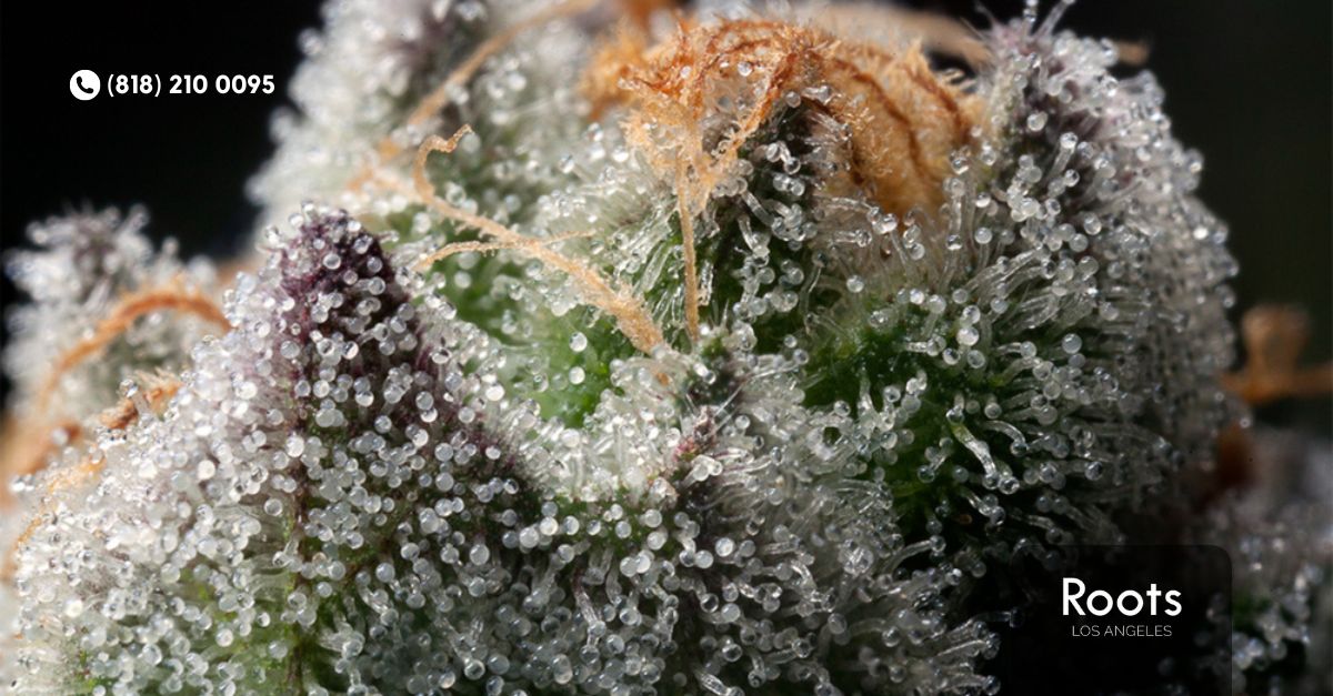 Best Dispensary in Los Angeles