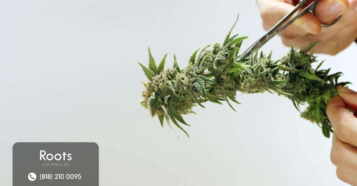 Best Dispensary in Los Angeles