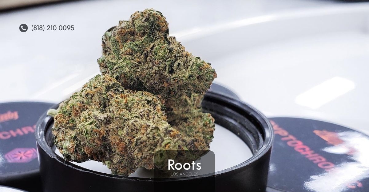 Dispensary North Hollywood