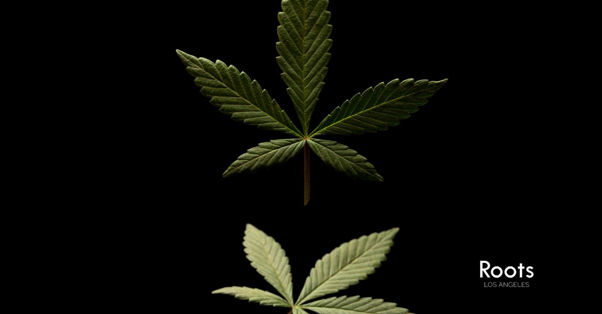 Pot Store Near Me Pot Store Near Me