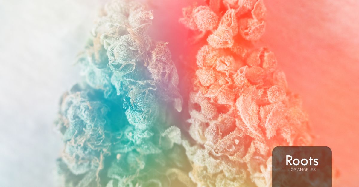 Roots Los Angeles Store roots los angeles store