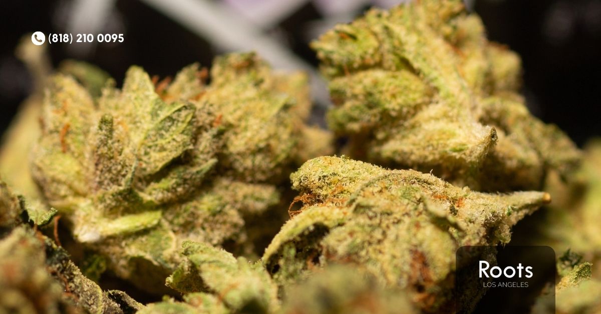 Cannabis Dispensary Los Angeles